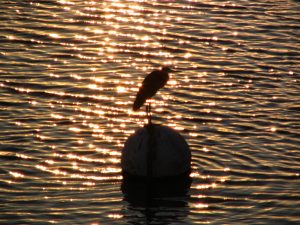 Down LA River Part 11: bird on a float