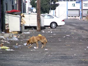 Down LA River Part 4: homeless dog