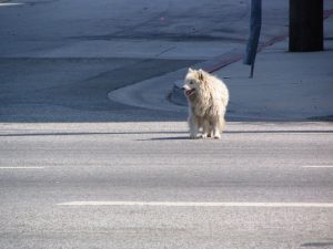 Down LA River Part 4: lost dog