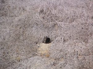 Down LA River Part 8: coyote den