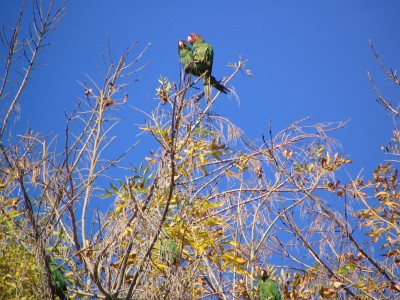 Rt 66: Alhambra, South Pasadena: parrot twosome