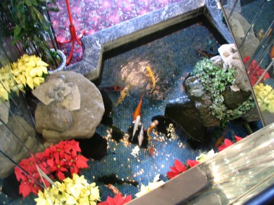 Rt 66: LA: Chinatown koi pond