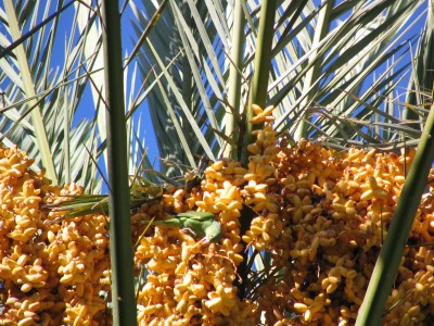 Rt 66: San Gabriel, Pasadena: canary winged parakeets