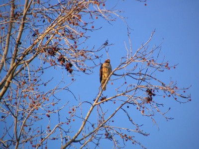 Rt 66: San Gabriel, Pasadena: raptor