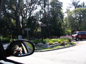 Sunset Boulevard - Part Fifteen: UCLA, Lee photoing Bel Air