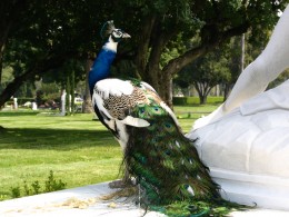 Sunset Boulevard – The Dead: Part 1 - Hollywood-Forever: peacock