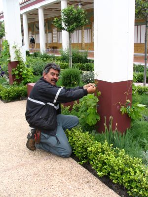 Sunset Boulevard – coda: Getty Villa, gardener