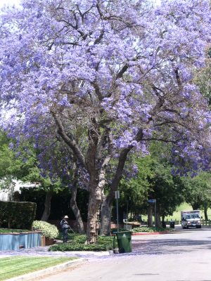 Up LA River Part 10: Jacaranda tree