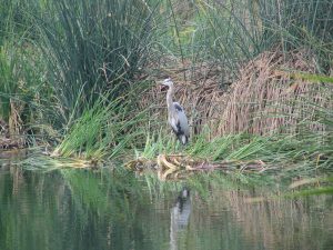 Up LA River Part 12: blue heron 1