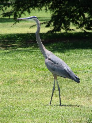 Up LA River Part 12: blue heron 2