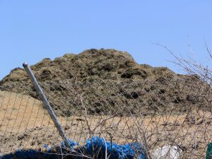 Up LA River Part 12: pile of stink