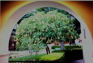 21 Missions: San Buenaventura Angel Trumpet