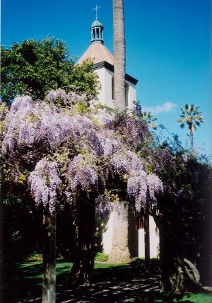 21 Missions: Santa Clara wisteria