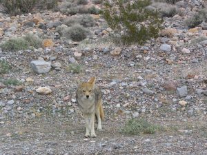 Death Valley: coyote