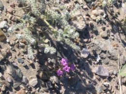 Death Valley: flowers 5