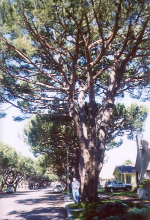 Lompoc Italian Stone Pines, John Varley