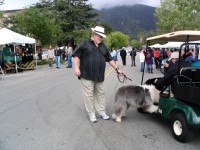 Old English Sheepdog