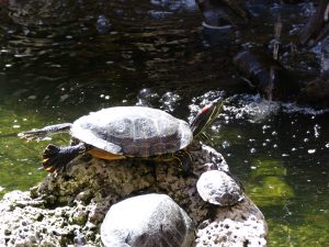 Santa Barbara: red eared slider