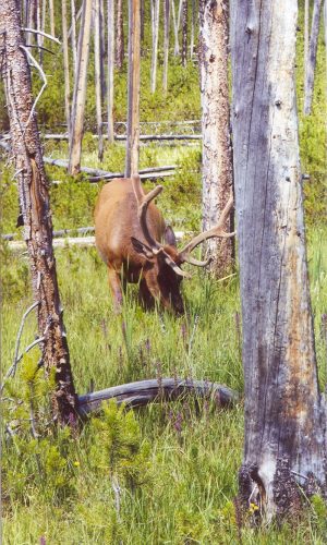 Yellowstone elk