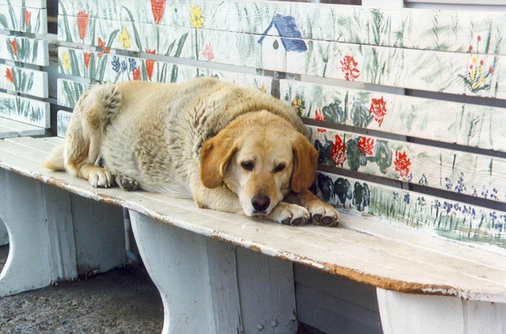 Fat Dog on a bench