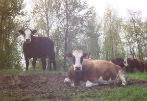 Sauvie Island cows