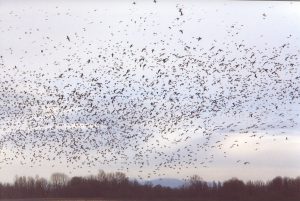 Sauvie Island geese