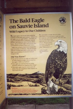 The Bald Eagle on Sauvie Island
