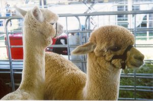 alpacas